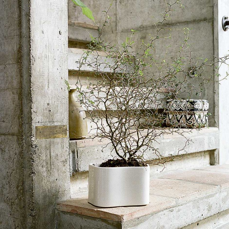 Artek Vases | Riihitie Plant Pot A | Polished White - Small